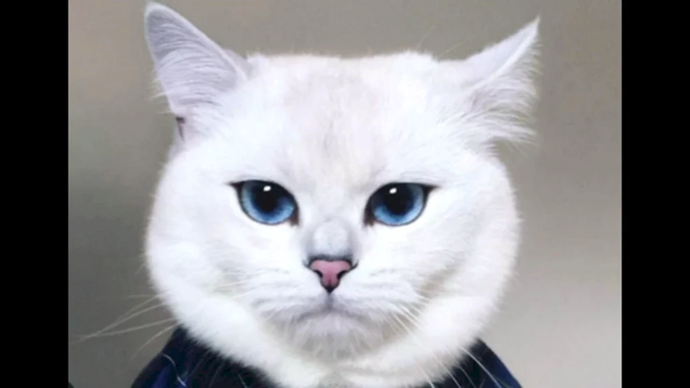 Britisches Chinchilla Coby Kätzchen