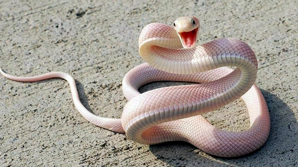 Albino-Kobra