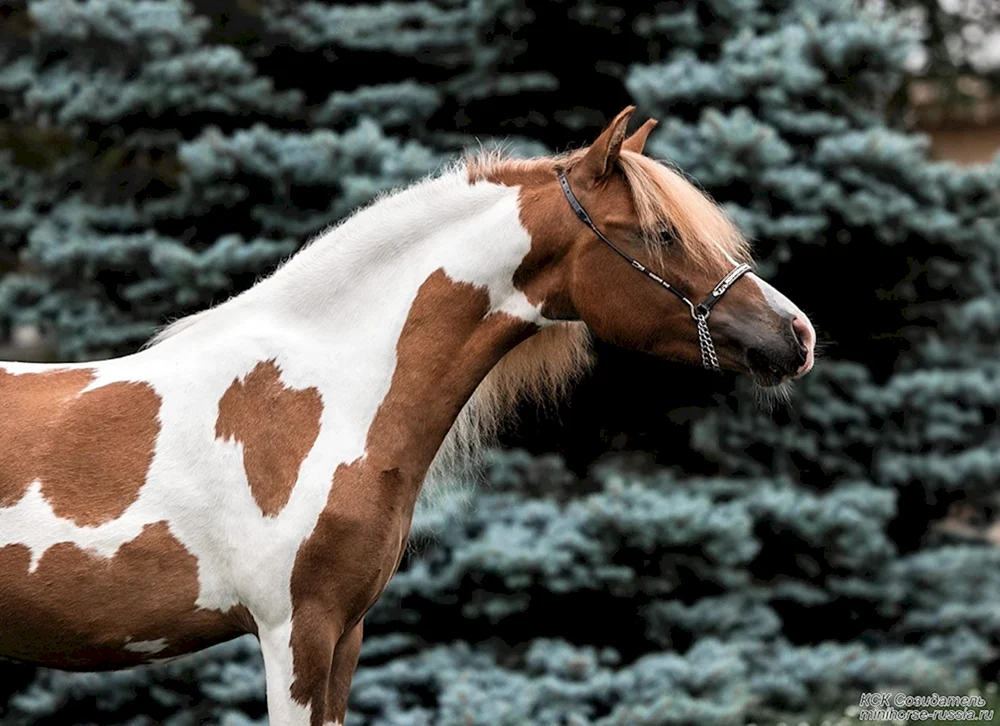 Shetlandpony Wachstum