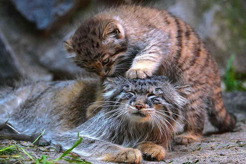 Manul Kätzchen im Nowosibirsker Zoo