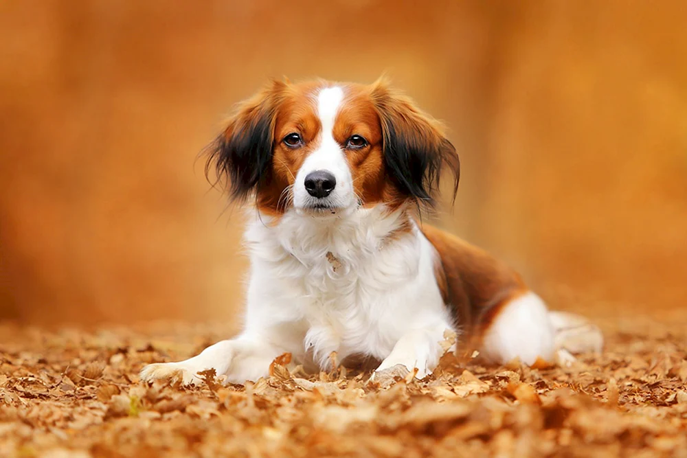 Koikerhondier Spaniels