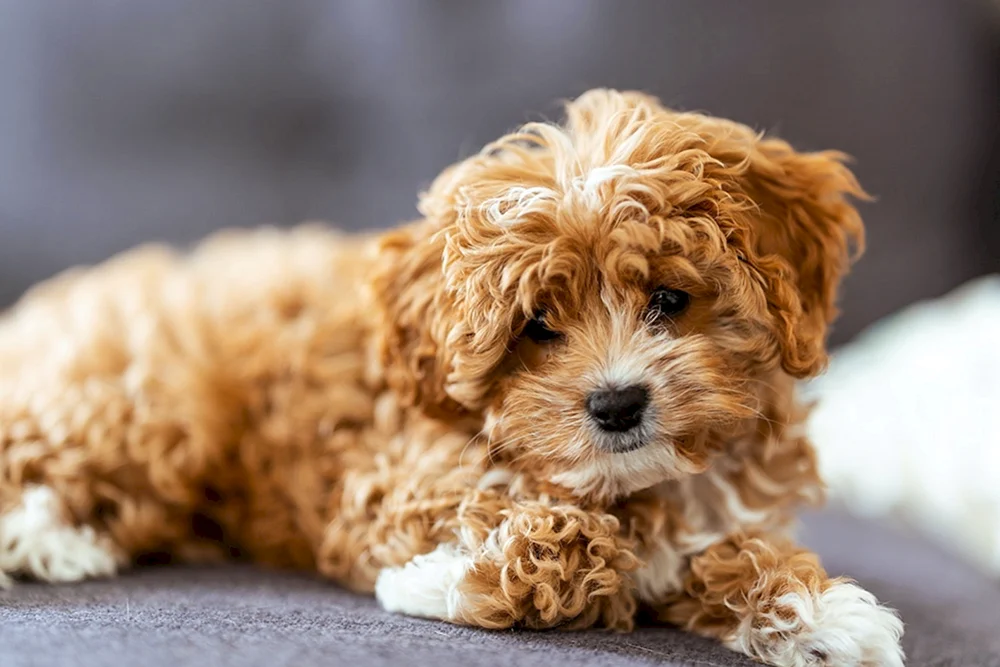 Cockapoo Cavapoo