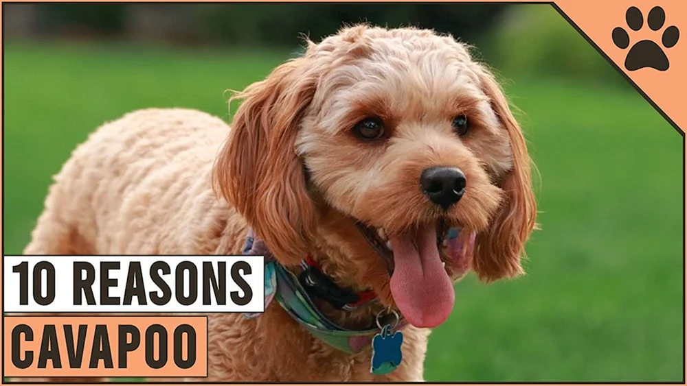 Cockapoo Cavapoo