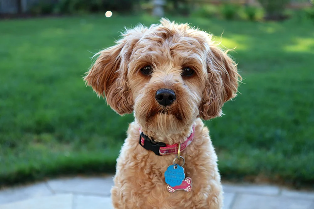 Maltipoo Hund