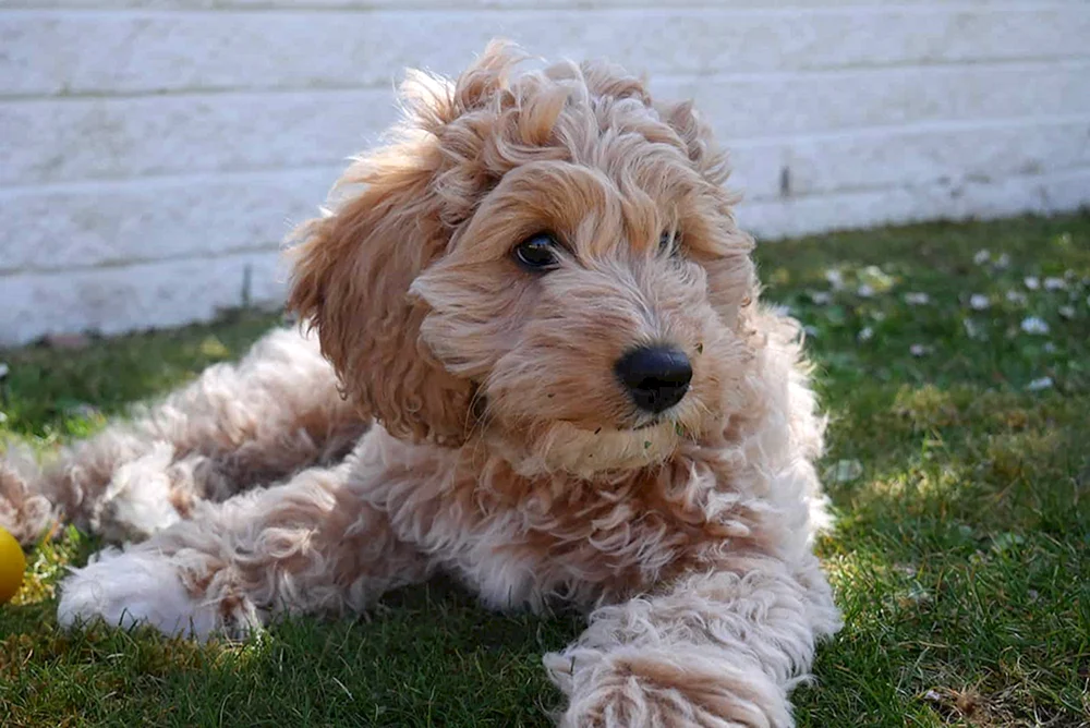 Maltipoo f1
