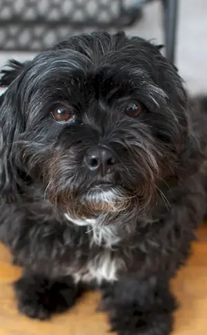 Kokapu Tibet Terrier