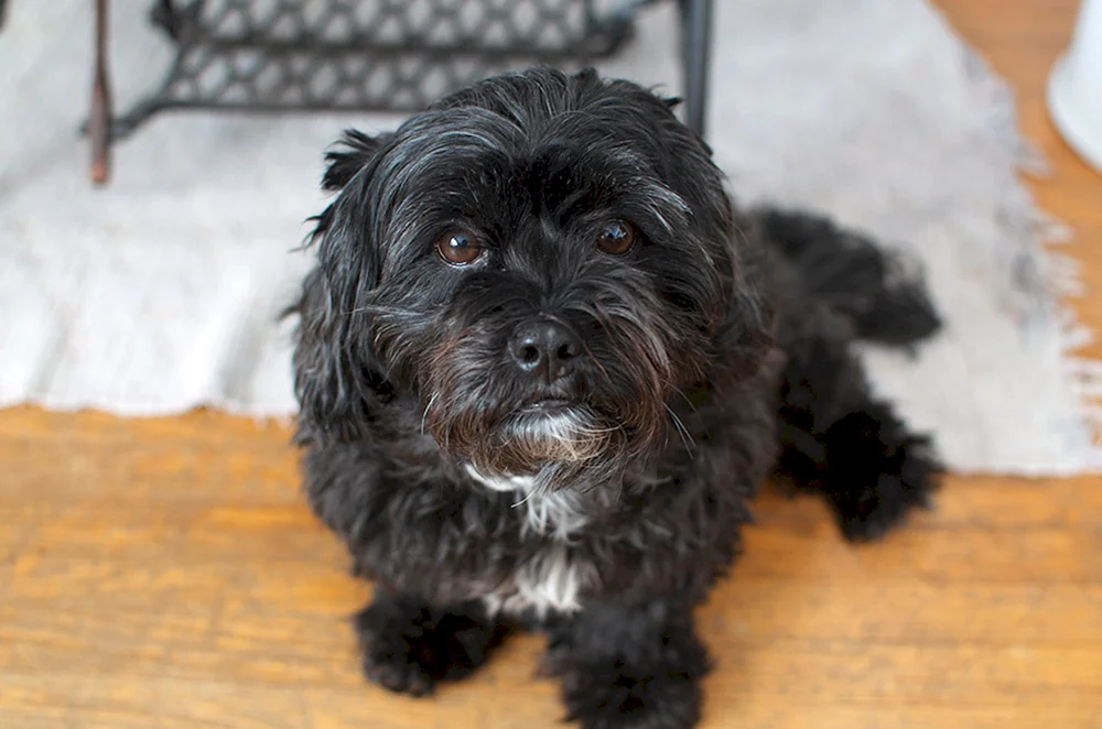 Kokapu Tibet Terrier