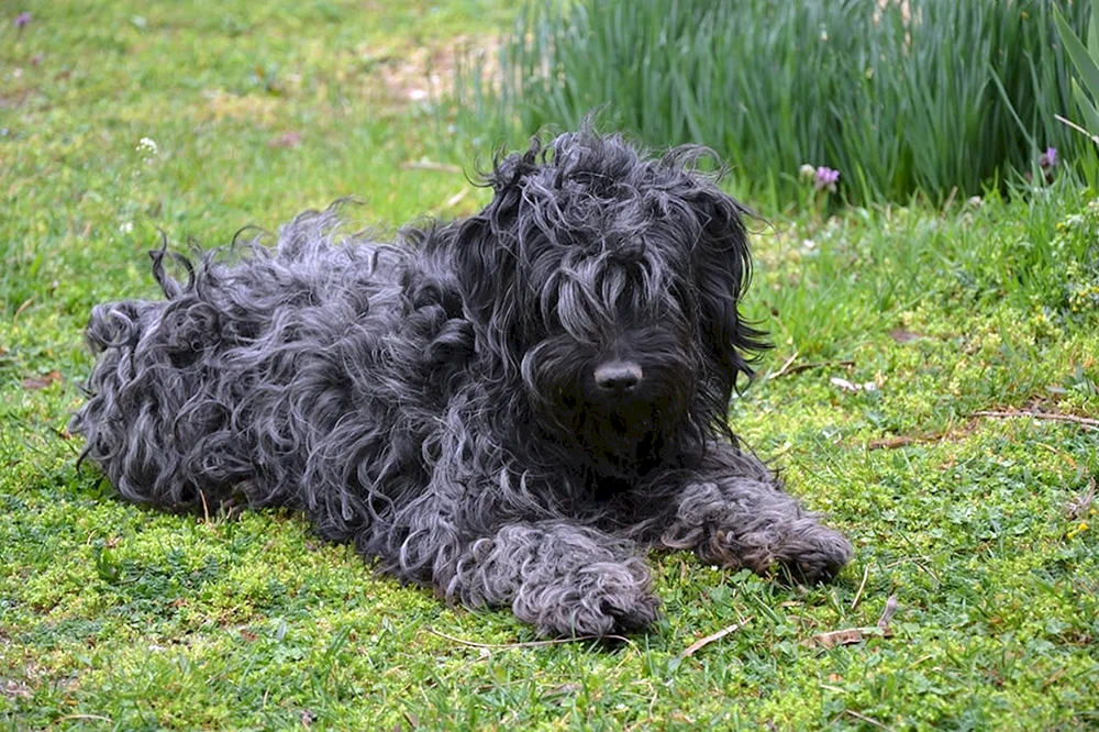Cocapoo Tibet Terrier