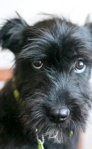 Cocker Micro Schnauzer