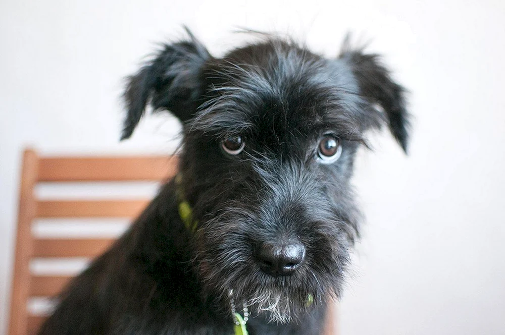 Cocker Micro Schnauzer