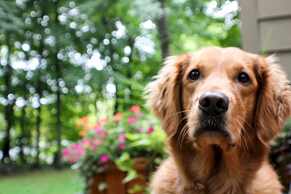 Golden Retriever