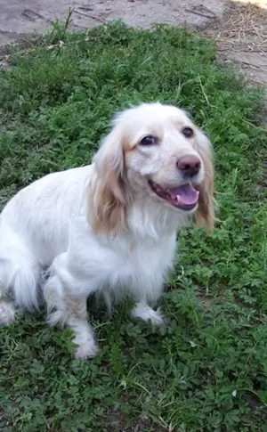 Cockerspaniel albino