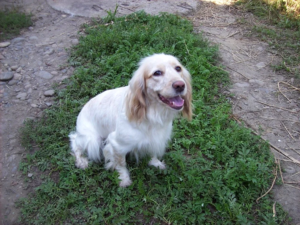 Cockerspaniel albino