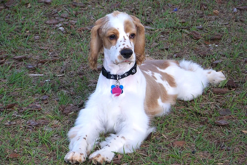 Cockerspaniel weiß rothaarig