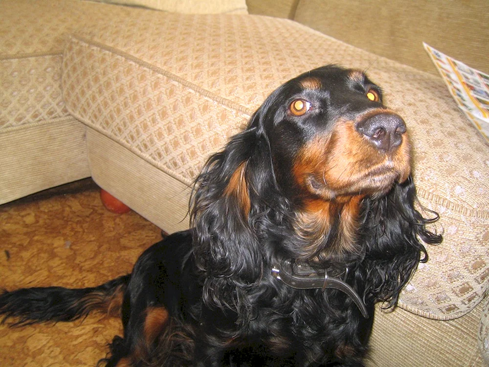 Hahnspaniel