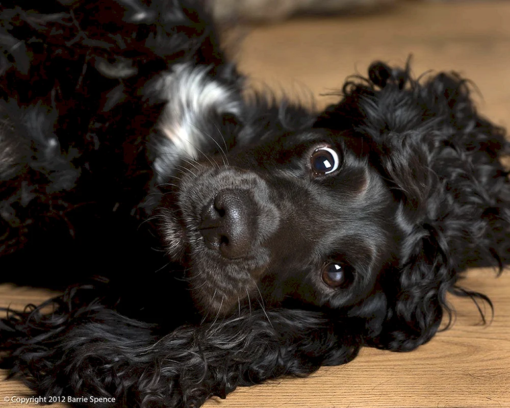 Russischer Cocker spaniel
