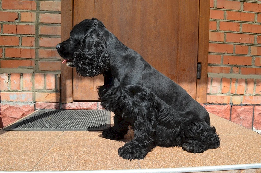 Amerikanischer Cocker spaniel schwarz