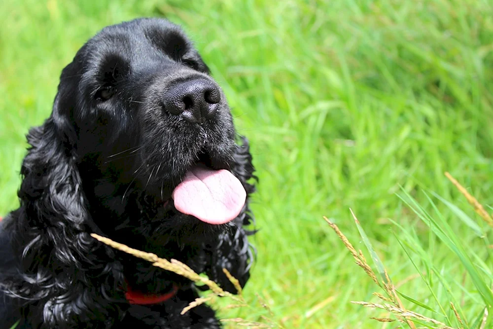Amerikanischer Cocker Spaniel schwarz