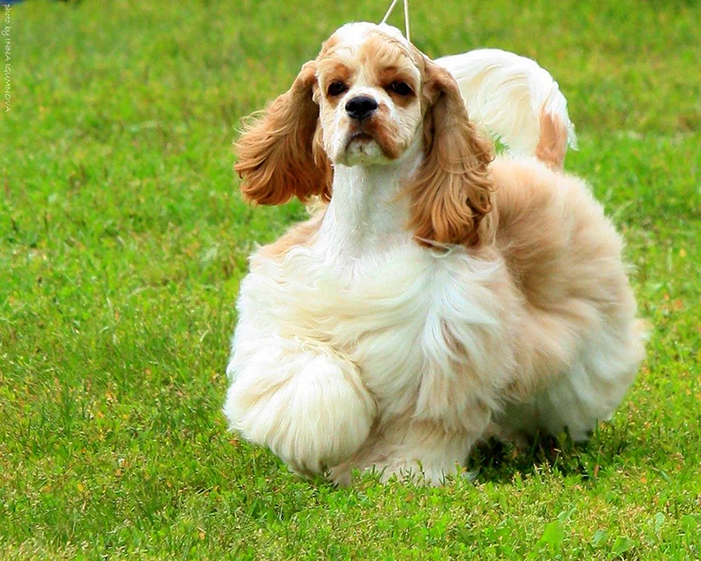 Französischer Cocker spaniel