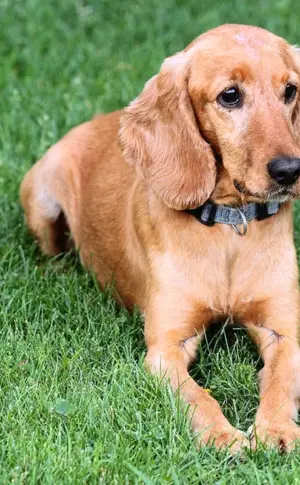 Cockerspaniel glatt-haarig