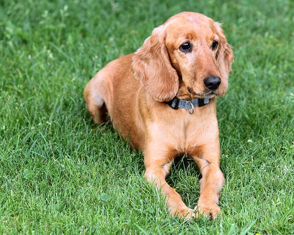 Cockerspaniel glatt-haarig