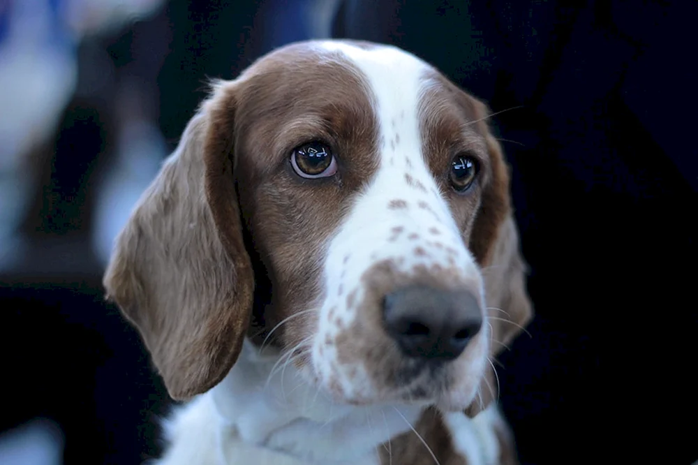Cockerspaniel glatt-haarig