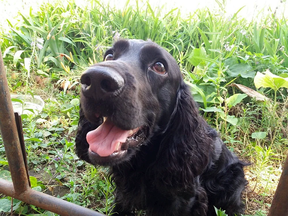 Hahnspaniel kurzhaarig