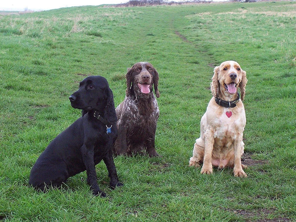 Hahnspaniel glatt-haarig