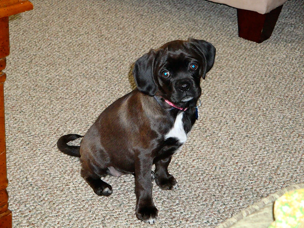Belgische Bulldogge