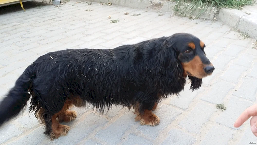 Cocker-Spaniel und Dackel