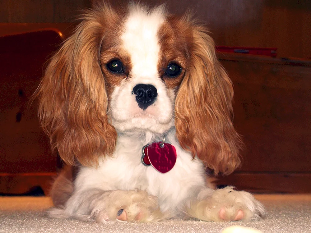 Cocker spaniel cavalier