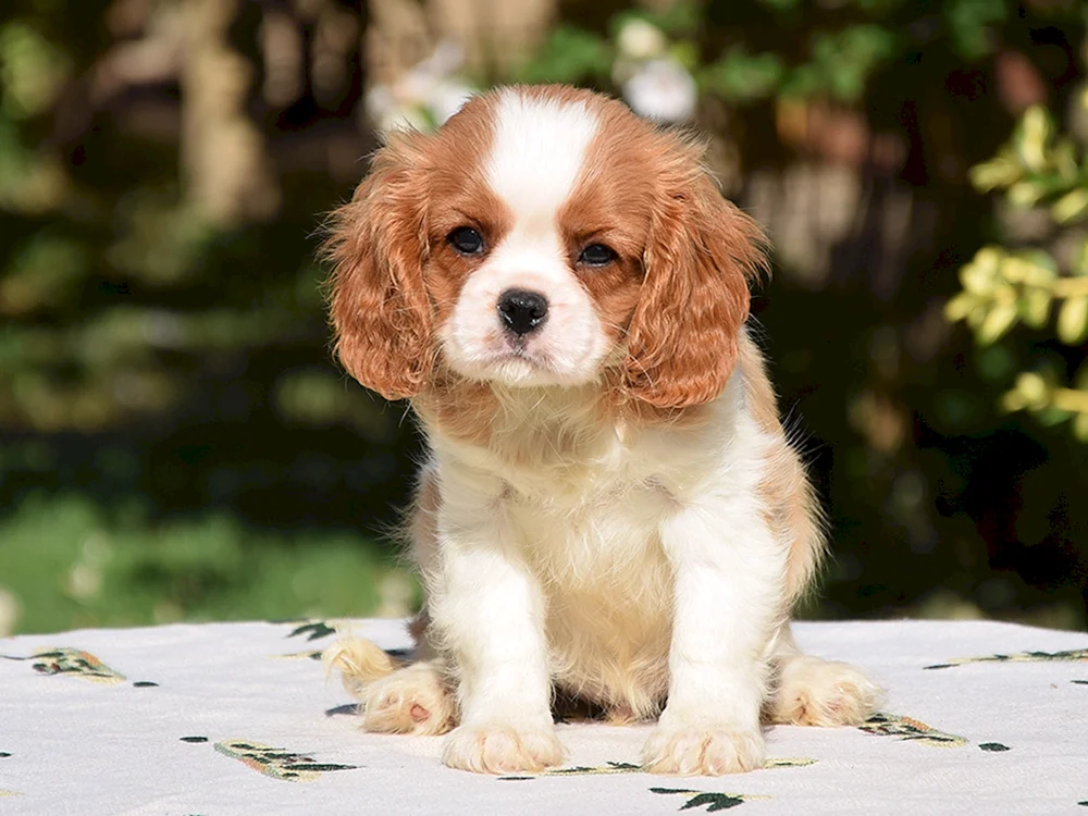 Cocker spaniel cavalier