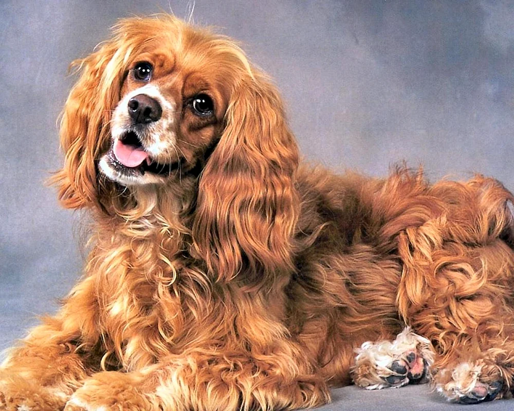 Cocker spaniel Cavalier