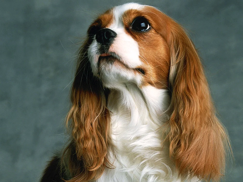 Cavalier King Charles