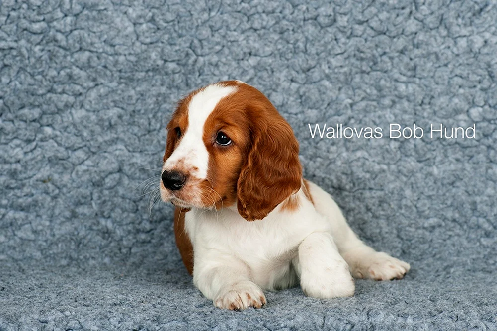 Hahnspaniel kurz-haarig