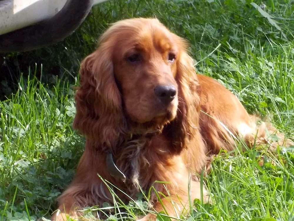 Russischer Jagdspaniel Peguy