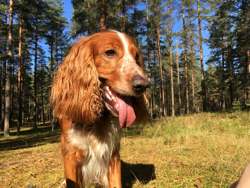 Cockerspaniel Peggy