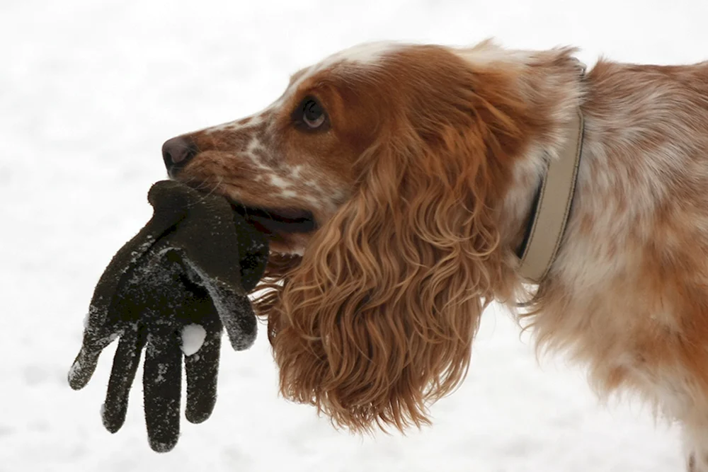 Hahnspaniel weiß rot