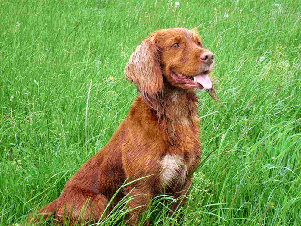 Hahnspaniel rot