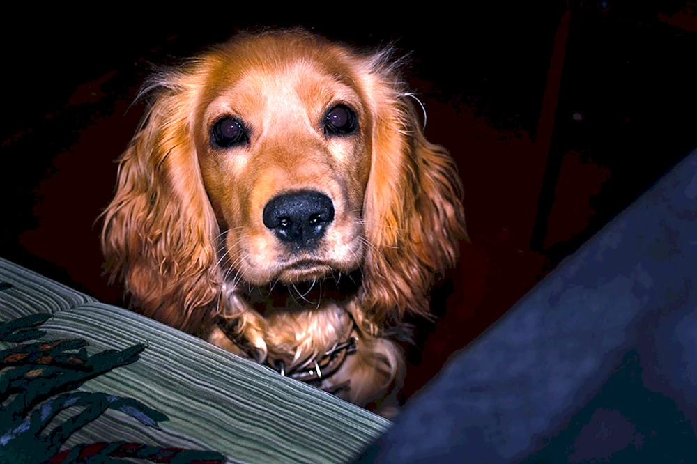 Russischer JagdspanielPeggy