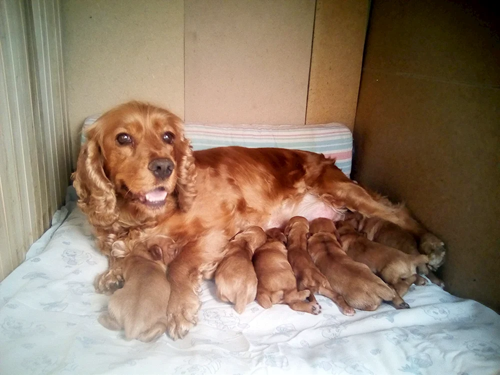 Hahnspaniel jagend