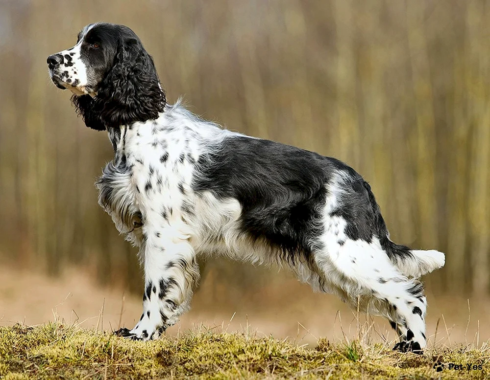 Russischer Jagdspaniel