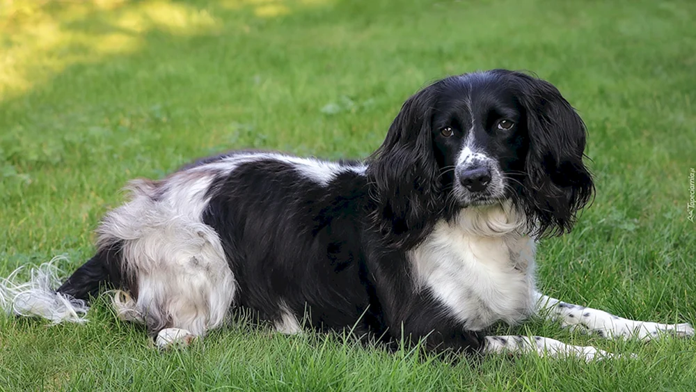 Cocker spaniel Jagd