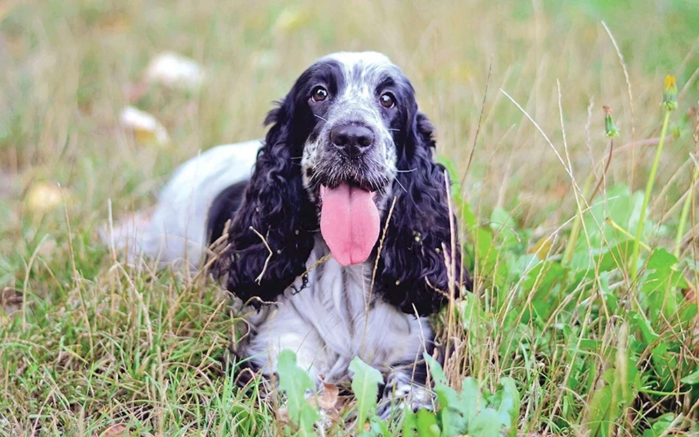 Russischer Jagdspaniel