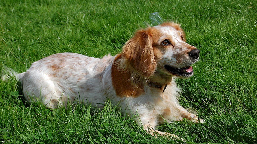 Russischer Springer Spaniel