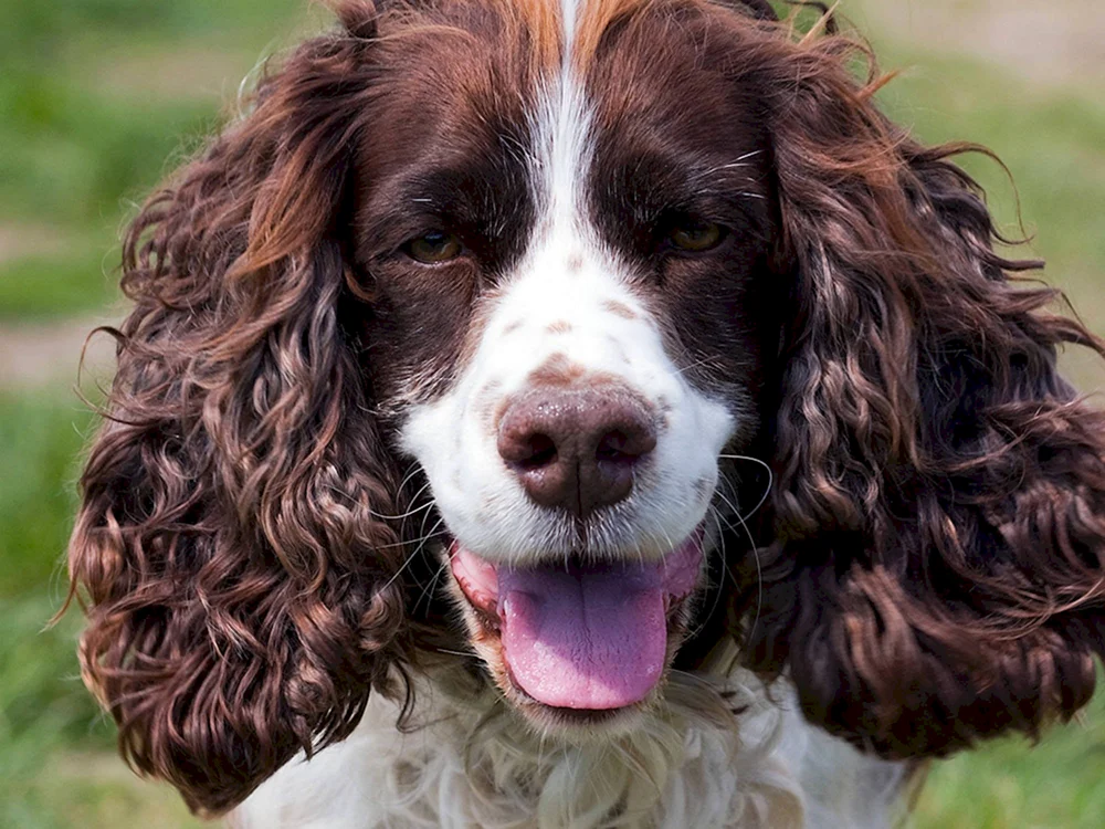 Cocker Spaniel Jagd