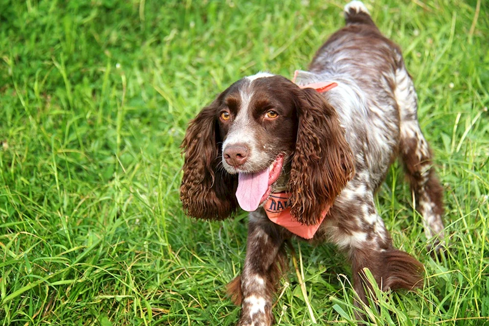Russischer Jagdspaniel