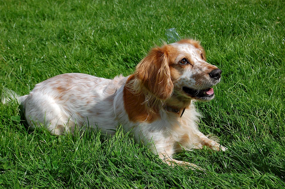 Russischer Scheckenhund