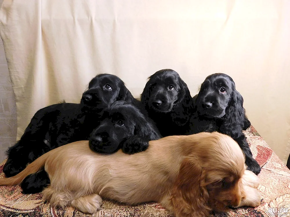 Cockerspaniel Jagd