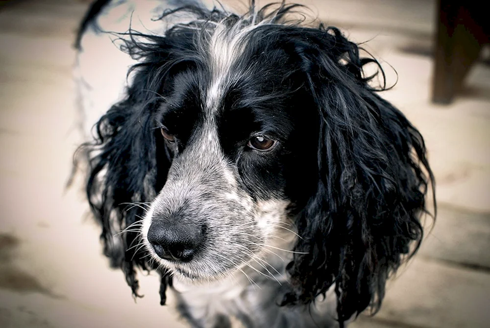 Cocker spaniel